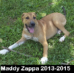 Maddy Zappa 2013-2015